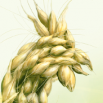 Genießermarke von Orior: Nature Gourmet für Vegetarier.